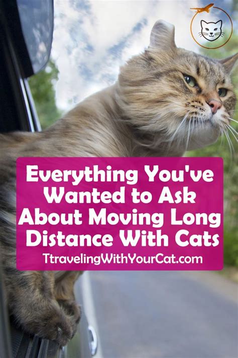 how to travel with a cat across country